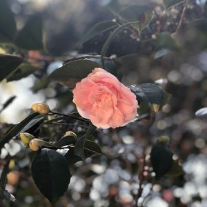 Meet your Posher, Wing